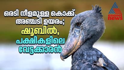 മുതലക്കുഞ്ഞുങ്ങളെ തിന്നുന്ന മനുഷ്യ വലിപ്പമുള്ള പക്ഷി; ഷൂബിൽ, എന്ന പക്ഷികളിലെ വേട്ടക്കാരന്‍ !