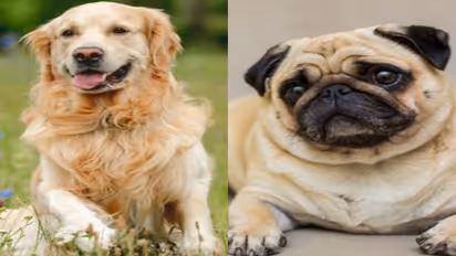 The top 7 dog breeds that are adopted in India