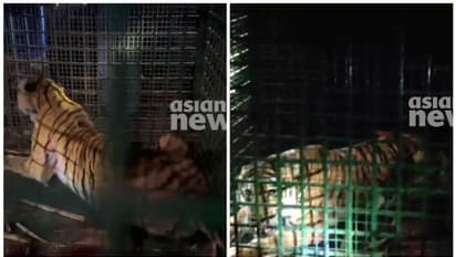 വയനാട്ടിൽ ഒരു കടുവ കൂടി കൂട്ടിലായി; കുപ്പാടിയിലേക്ക് മാറ്റി