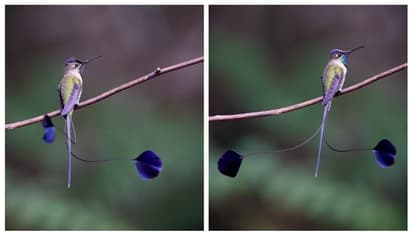 ഇരട്ടവാലനാണോ? അല്ല മൂവാലനാണ് സാറേ; ഇവനാണ് നുമ്മ പറഞ്ഞ, സ്പാറ്റുല-ടെയിൽഡ് ഹമ്മിംഗ്ബേർഡ് !