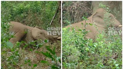 ​'ഗണപതി' അവശനാണ്; അതിരപ്പിള്ളിയിലെത്തിയ കൊമ്പൻ അവശനിലയിൽ തന്നെ; സ്ഥലത്ത് വനംവകുപ്പ്