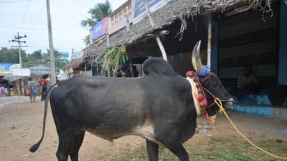 ಚಾಮರಾಜನಗರ: ಮಲೆ ಮಹದೇಶ್ವರ ಬೆಟ್ಟದಲ್ಲಿ ಭಕ್ತೆಯ ಮೇಲೆ ಗೂಳಿ ದಾಳಿ, ವೃದ್ಧೆ ಆಸ್ಪತ್ರೆಗೆ ದಾಖಲು
