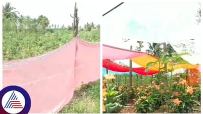 ಚಿತ್ರದುರ್ಗ: ಬಿಸಿಲಿನ ತಾಪದಿಂದ ಹೂವಿನ ಬೆಳೆ ರಕ್ಷಿಸಲು ಸೀರೆಗಳ ಮೊರೆ ಹೋದ ರೈತ!