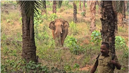 പുഴയില്നിന്ന് കയറിയത് നടക്കാനാകാതെ, അതിരപ്പിള്ളിയിലെ തോട്ടത്തിൽ കിടക്കുന്ന 'ഗണപതി'യുടെ നിലയില് മാറ്റമില്ല