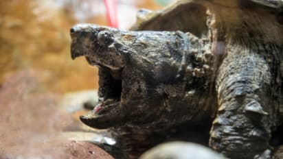 പ്രദർശനത്തിന് പോകും വഴി 'താനോസി'നെ കാണാനില്ല, 100 വയസുള്ള ഭീമനായി തെരച്ചിൽ