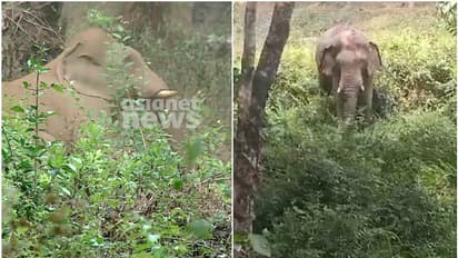 'ഗണപതി ഓകെയാണ്', എണ്ണപ്പന തോട്ടത്തില് കണ്ടെത്തിയ കാട്ടുകൊമ്പന് സുഖം പ്രാപിക്കുന്നു