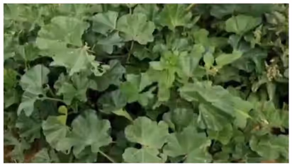 അവസാനമില്ലാത്ത യുദ്ധം, പട്ടിണി; ഇന്ന് ഗാസയുടെ വിശപ്പുമാറ്റുന്നത് ഈ ഇലച്ചെടി