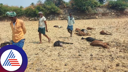 ಮೂಕಪ್ರಾಣಿಗಳ ಜೀವಕ್ಕೆ ಕುತ್ತು ತಂದ ಆನೆಗೊಂದಿ ಉತ್ಸವ; ಕೊಳೆತ ಆಹಾರ ತಿಂದು 30ಕ್ಕೂ ಹೆಚ್ಚು ಕುರಿ, ಮೇಕೆ ಸಾವು!