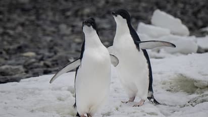 Love penguins? Applications open to work in Antarctica’s ‘penguin post office’