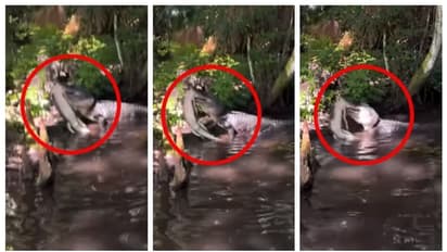 'ഒന്ന് മറ്റൊന്നിനെ...'; മുതല കുഞ്ഞിന്റെ തല കടിച്ച് പിടിച്ച് നിലത്തടിച്ച് കൊലപ്പെടുത്തുന്ന മുതലയുടെ വീഡിയോ