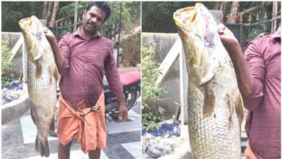ചിറയിൽ വെള്ളം കുറവ്, വലയിട്ടപ്പോൾ കോളടിച്ചു, കിട്ടിയത് ഒന്നൊന്നര മത്സ്യ ഭീമനെ, കരയ്ക്കെത്തിച്ചത് പാടുപെട്ട്