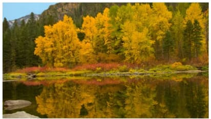 14,000 വർഷം പഴക്കം, ഒറ്റ വേരിൽ നിന്ന് അമ്പതിനായിരത്തോളം മരങ്ങൾ;അതാണ് പാന്ഡോ