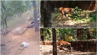 പട്ടാപ്പകല് വീട്ടുപറമ്പില് കടുവ; ആറളത്ത് ആടിനെ കൊന്നതും കടുവ?