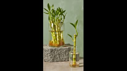 ಈ 5 ಸಸ್ಯಗಳನ್ನು ವರ್ಕ್ ಪ್ಲೇಸ್ನಲ್ಲಿ ಇಡಬೇಡಿ, ಪ್ರಗತಿಯಲ್ಲಿ ಅಡೆತಡೆ ಮತ್ತು ಸಮಸ್ಯೆ ಬರುತ್ತವೆ