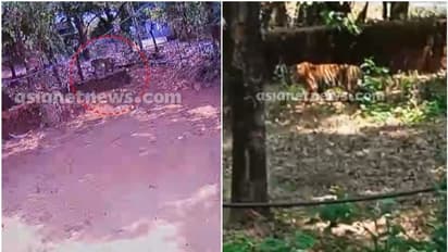 കണ്ണൂരില് വീട്ടുമുറ്റത്തും കടുവ, സിസിടിവി വീഡിയോ പുറത്ത്; പ്രദേശത്ത് നിരോധനാജ്ഞ