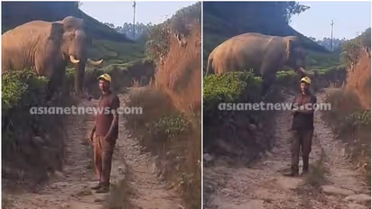 രണ്ട് പേരെ കൊലപ്പെടുത്തിയെന്ന് സംശയിക്കുന്ന കട്ടക്കൊമ്പനടുത്ത് നിന്ന് ഫോട്ടോ; യുവാക്കള്ക്കെതിരെ നടപടി