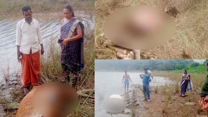 പുഴയുടെ തീരത്ത് മേയാൻ വിട്ടു, ബാക്കിയായത് അസ്ഥികൂടം മാത്രം, ചെന്നായ ആക്രമണ ഭീതിയില് ഒരു ഗ്രാമം