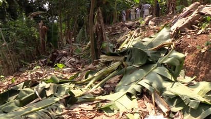ഭീതി പരത്തി കാട്ടാനക്കൂട്ടം, സംഘത്തിലുള്ളത് ആറ് ആനകൾ, പുറത്തിറങ്ങാൻ കഴിയാതെ പ്ലാക്കത്തടത്തുകാർ