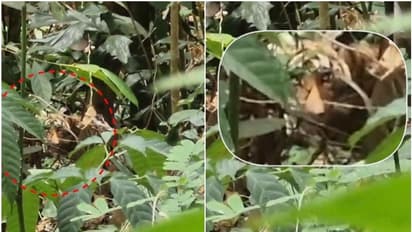 മയക്കുവെടി വയ്ക്കും മുമ്പ് കടന്നുകളഞ്ഞു; കണ്ണൂരില് നാട്ടിലിറങ്ങിയ കടുവയ്ക്കായി തിരച്ചില് തുടരുന്നു