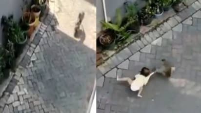 ഭയാനകം, ഭീകരം; ബൈക്കിലെത്തി കുഞ്ഞിനെ തട്ടിക്കൊണ്ടുപോകുന്ന കുരങ്ങൻ, എല്ലാം നിമിഷനേരത്തിനുള്ളിൽ..!