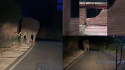 ജാഗ്രത, പടയപ്പയുടെ പരാക്രമത്തിന് കാരണം മദപ്പാട്, തുരത്തിയ സ്പീഡിൽ തിരിച്ചെത്തി കലിയിളകി വീണ്ടും ആക്രമണം