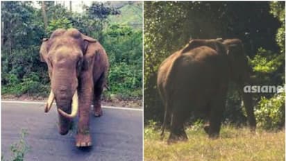 പടയപ്പയെ നിലയ്ക്ക് നിര്ത്തിയില്ല, സര്ക്കാരിന് വിമര്ശനം; തമിഴ്നാട്ടില് അരിക്കൊമ്പന് സുഖം
