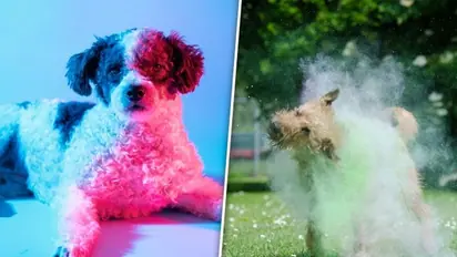 Holi 2024: 7 ways to keep your pets safe