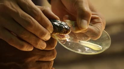 பாம்பு விஷத்தில் மது.. போதை பார்ட்டிக்கு ஏற்பாடு செய்த பிக் பாஸ் பிரபலம் - 14 நாள் நீதிமன்ற காவலுக்கு உத்தரவு!