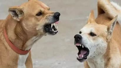 Rajasthan News: घर से स्कूल के लिए निकला था 6 साल का बच्चा, Street Dogs ने किया ऐसा हाल की खड़े हो गए रोंगटे