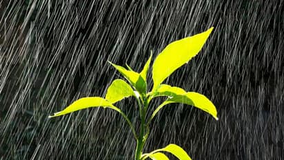 പൊള്ളുന്ന ചൂടിനിടയിൽ മൺസൂൺ പ്രവചനവുമായി സ്കൈമെറ്റ്, ലാ നിന തുണയ്ക്കുമെന്ന് പ്രതീക്ഷ 