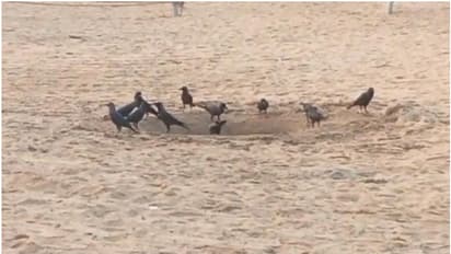 മണലിൽ കുഴികുത്തി തണ്ണീർപന്തൽ; കൊടിയ വേനലിൽ പക്ഷികൾക്കും മൃഗങ്ങൾക്കും ഉപ്പുകലരാത്ത ദാഹജലമേകി ഒരുകൂട്ടം മനുഷ്യർ