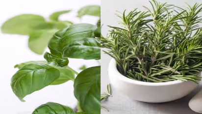 6 extraordinary leaves with medicinal benefits