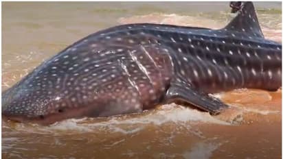 വലയിൽ കുരുങ്ങി തിമിം​ഗല സ്രാവുകൾ; ഏറെ പണിപ്പെട്ട് സാഹസം, കടലിലേക്ക് തിരിച്ചയച്ചു