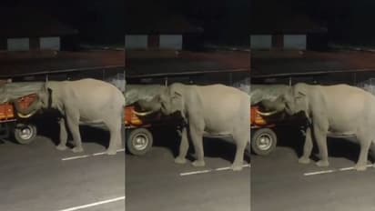 'പതുങ്ങിയെത്തി, ടാർപോളിൻ പൊക്കി കള്ളൻ',മുത്തങ്ങയിൽ നിർത്തിയിട്ട ലോറിയിൽ നിന്ന് പച്ചക്കറി അടിച്ച് മാറ്റി കൊമ്പൻ