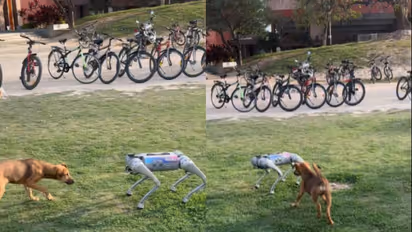 Real dog plays with robot dog at IIT Kanpur; WATCH viral video