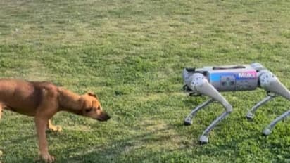 'ജാംഗോ നീ അറിഞ്ഞോ, ഞാൻ പെട്ടു'; റിയൽ നായയും റോബോ നായയും കണ്ടുമുട്ടിയപ്പോൾ