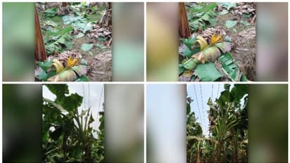 വീണ്ടും കെഎസ്ഇബിയുടെ വാഴവെട്ടൽ; അറിയിപ്പൊന്നും ലഭിച്ചില്ലെന്ന് കർഷകൻ; സംഭവം തൃശൂർ പുതുക്കാട് ‌