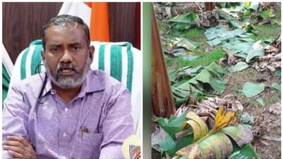 കെഎസ്ഇബിയുടെ വാഴവെട്ട്, ഇടപെട്ട് കൃഷിമന്ത്രി; നീതികരിക്കാനാകാത്ത നടപടിയെന്നും മന്ത്രി