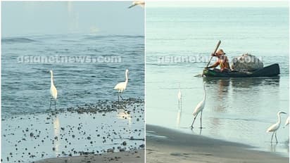 ആലപ്പുഴ പുറക്കാട് കടൽ ഉൾവലിഞ്ഞ തീരം ശാന്തമായി; ചാകരയ്ക്ക് മുന്നോടിയായുള്ള പ്രതിഭാസമെന്ന് വിദഗ്ധര്‍
