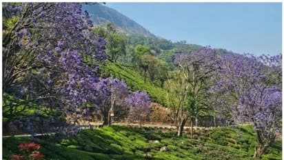 മൂന്നാറിൽ സഞ്ചാരികളെ കാത്ത് നീലവസന്തം; പാതയോരങ്ങളിൽ മനോഹര കാഴ്ച്ചകള് തീർക്കുന്ന ജക്രാന്ത പൂക്കൾ