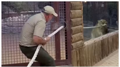 'വിടില്ല ഞാന്.....'; സിംഹവുമായി മൃഗശാല സൂക്ഷിപ്പുകാരന്റെ വടംവലി, പിന്നീട് സംഭവിച്ചത്