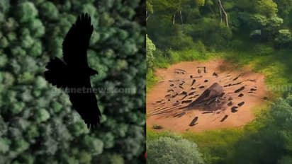 വയനാട്ടിലുണ്ടൊരു കഴുകൻ റെസ്റ്റോറന്‍റ് ! കൂട്ടത്തോടെയെത്തി തിന്നുതീർക്കും, സംഗതി സക്സസ്