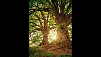 ರಾಜ್ಯದಲ್ಲಿ 70312 ಅರಣ್ಯ ಅಪರಾಧ ಪ್ರಕರಣ ಇತ್ಯರ್ಥಕ್ಕೆ ಬಾಕಿ, ವರ್ಷಕ್ಕೆ 5 ಸಾವಿರ ಪ್ರಕರಣ ದಾಖಲು