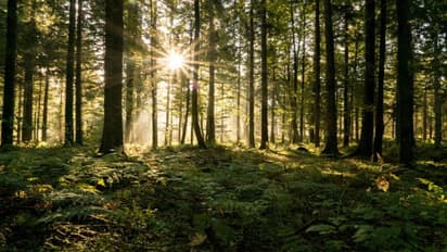  7 Most exquisite and unique forests around the world 