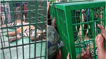 കണ്ണൂരില് നാട്ടിലിറങ്ങിയ കടുവയെ പിടിച്ചു; മയക്കുവെടി വച്ച് കുരുക്കിലാക്കി