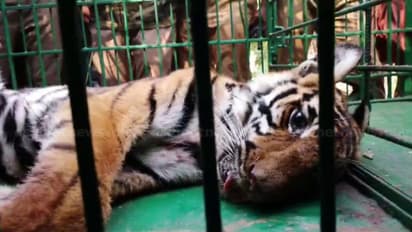 കണ്ണൂര് കേളകത്ത് നിന്ന് മയക്കുവെടി വച്ച് പിടികൂടിയ കടുവ ചത്തു; പോസ്റ്റ്മോര്ട്ടം നാളെ