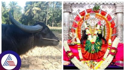ಪೊಲೀಸರು ಮೈಯೆಲ್ಲಾ ಕಣ್ಣಾಗಿಸಿದ್ದರೂ ದಾವಣಗೆರೆಯ ದುಗ್ಗಮ್ಮನಿಗೆ ಹನ್ನೊಂದನೇ ಹೊಡೆತಕ್ಕೆ ಕೋಣ ಬಲಿ!