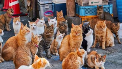 മനുഷ്യർ പേടിക്കണം, ഇവിടെ രാജാവും പ്രജകളും എല്ലാം പൂച്ചകൾ, ആളുകളോടിപ്പോയിട്ടും ബാക്കിയായത് അവർ മാത്രം 