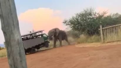 കാടാണ്, ആനയാണ്, പേടിക്കണം; സഫാരിവാഹനം തുമ്പിക്കയ്യിൽ പൊക്കിയെടുത്ത് ആന, പേടിച്ച് വിറച്ച് ടൂറിസ്റ്റുകള്