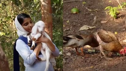 'പേടിച്ച് ഉറങ്ങാനാവുന്നില്ല'; സഹീറയുടെ 3 ആടുകൾ, 24 കോഴികൾ, 2 താറാവുകൾ... എല്ലാം തെരുവുനായക്കൂട്ടം കടിച്ചുകീറി